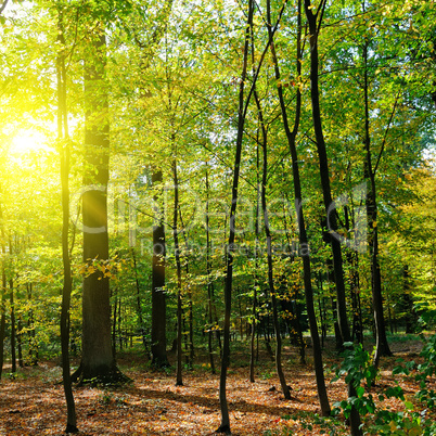 Autumn forest, yellow leaves and the sunset.