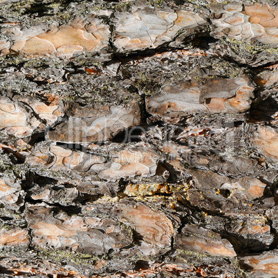 Tree bark texture background.