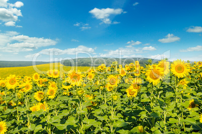 Field with blooming sunflowers and cloudy sky.