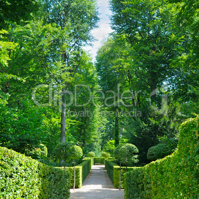 Summer park with hedges and alleys.