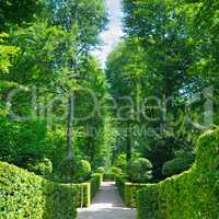 Summer park with hedges and alleys.
