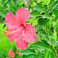 Red hibiscus flower on a green background.
