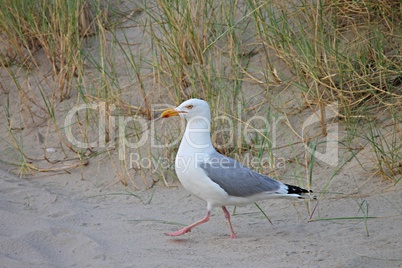 Silbermöwe schreitet im Sand