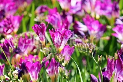 violette Freesien