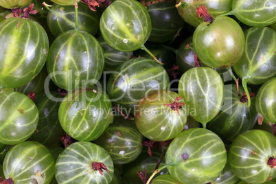 many green gooseberry fruit