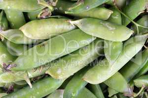 many green pea at day