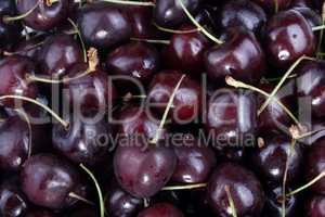 many sweet cherry at day