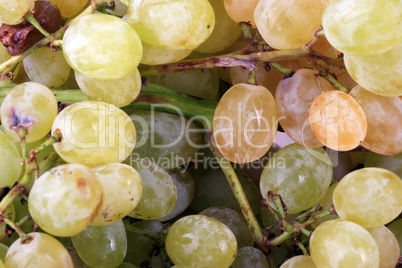 green grapes at day