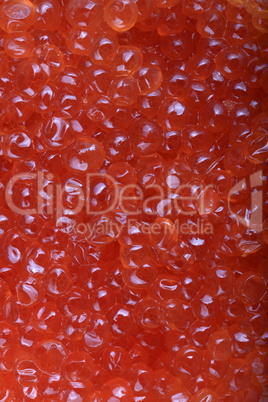 red caviar at day