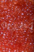 red caviar at day