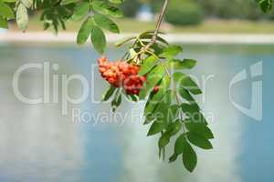 ashberry at dry sunny day