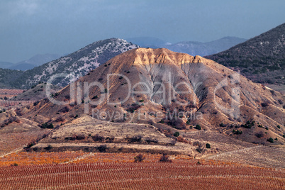 Vineyards. The Autumn Valley