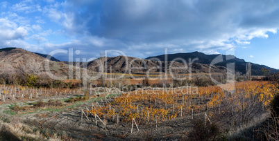 Vineyards. The Autumn Valley