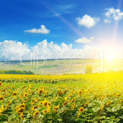 Field of sunflowers and sun rise.