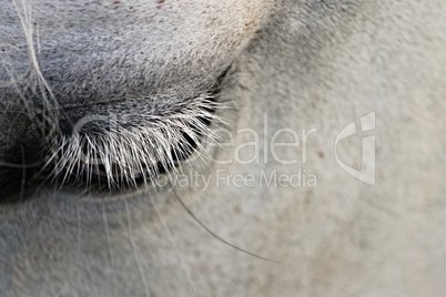 Auge eines grauen Pferdes