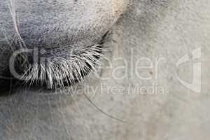 Auge eines grauen Pferdes
