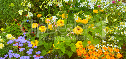 Bright flower bed in a summer park. Wide photo.