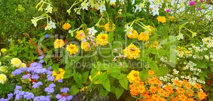 Bright flower bed in a summer park. Wide photo.