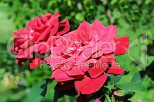 Beautiful roses in flower bed . Rose for Valentine Day.