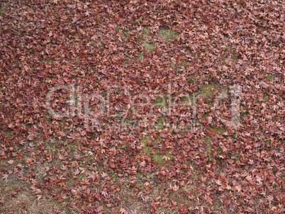 fallen leaves in autumn background