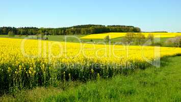 yellow land