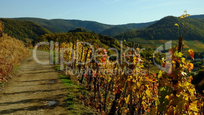 Weinberge an der Ahr