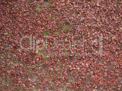 fallen leaves in autumn background