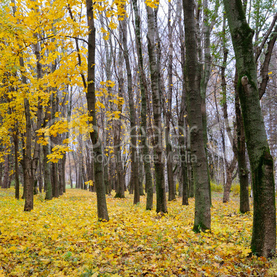 Autumn forest . Late fall. Overcast.