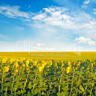 Field with blooming sunflowers and cloudy sky.