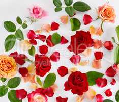Red roses on a white wooden background. Flat lay, top view.