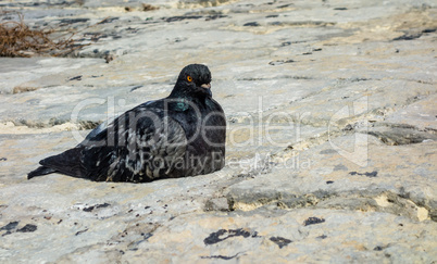 Black and gray pigeon on stones.