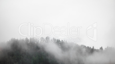 Dense fog covering forest in Norway.