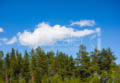 Pine forest under cloud on blue sky.