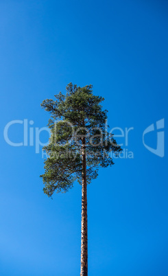 Single tall pine tree on clear blue sky.