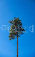 Single tall pine tree on clear blue sky.