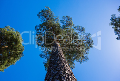 Looking up tall pine tree on blue sky.