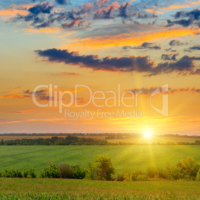 Corn field and sun rise on blue sky.