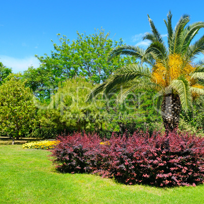 Tropical park with palm trees and flower gardens.