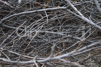 Autumn Branches