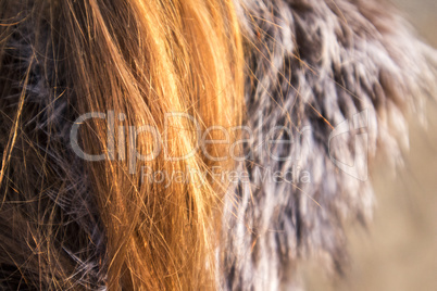 Hair and Fur