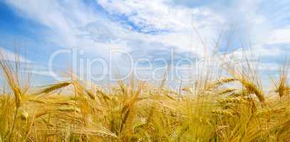 Field with ripe ears of wheat and blue cloudy sky.