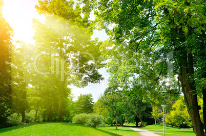 Bright sunny day in park. Sun rays illuminate green grass and tr