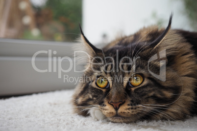 entspannte Main Coon Katze