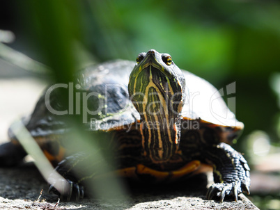 Schildkröte beim Sonnen