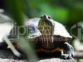 Schildkröte beim Sonnen