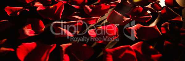 Scattered red rose petals