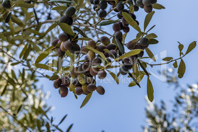 Olives grow on olive tree, low angle view.