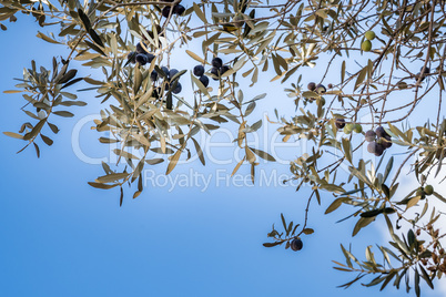 Olives grow on olive tree, low angle view.