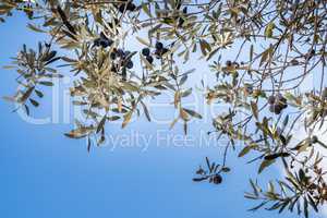 Olives grow on olive tree, low angle view.