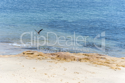 Ocean landscape, sandy beach, blue sea and seagull flying.